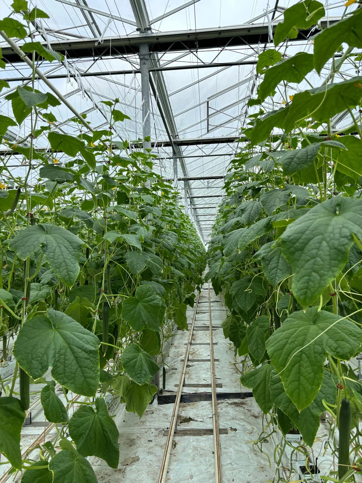 Inside the HA greenhouse