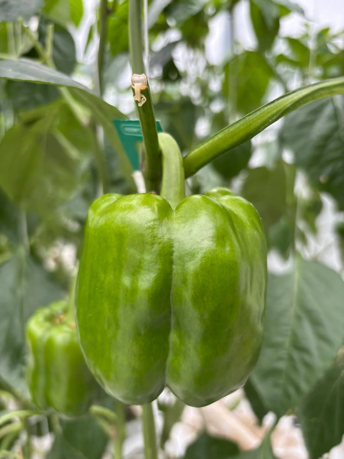 Green bell pepper growing on the vine
