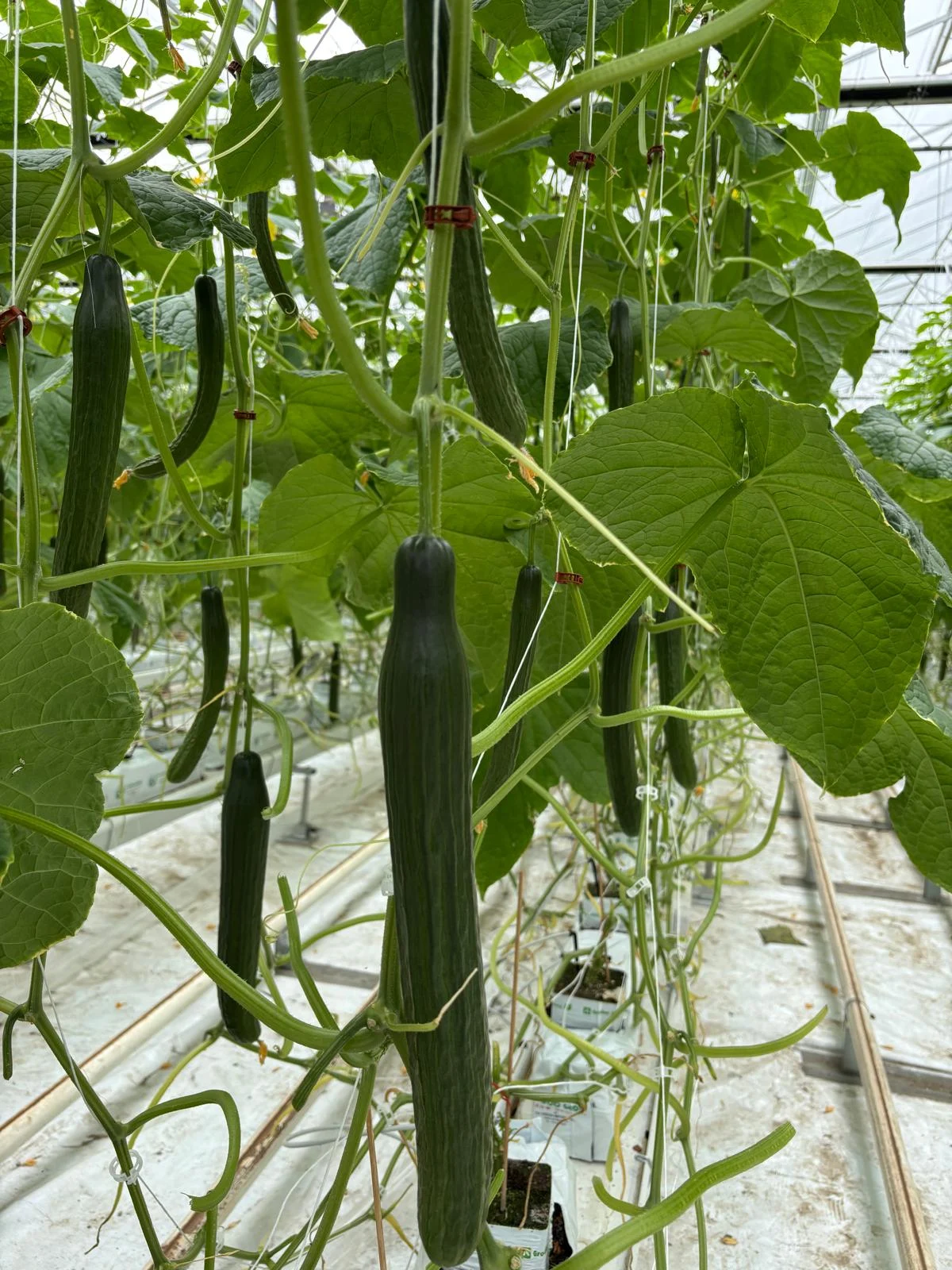 Cucumbers growing in the greenhouse