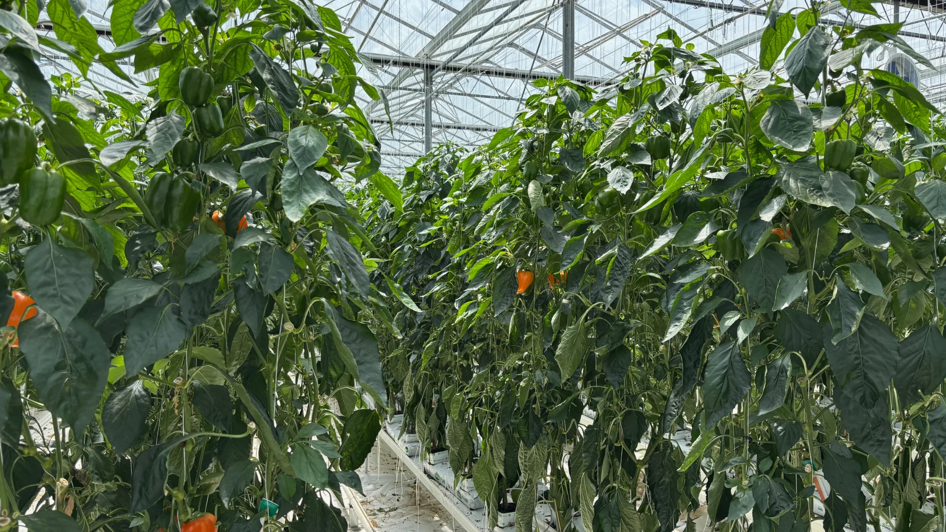 Rows of vegetables growing inside the HA greenhouse