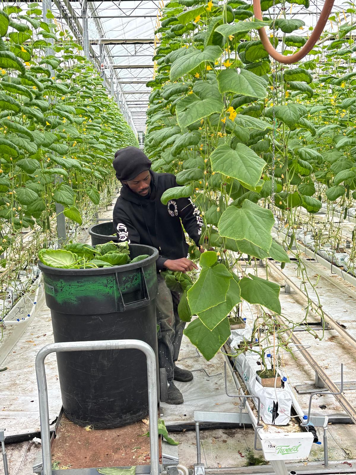 A worker tending cucumber plants beside containers of removed leaves