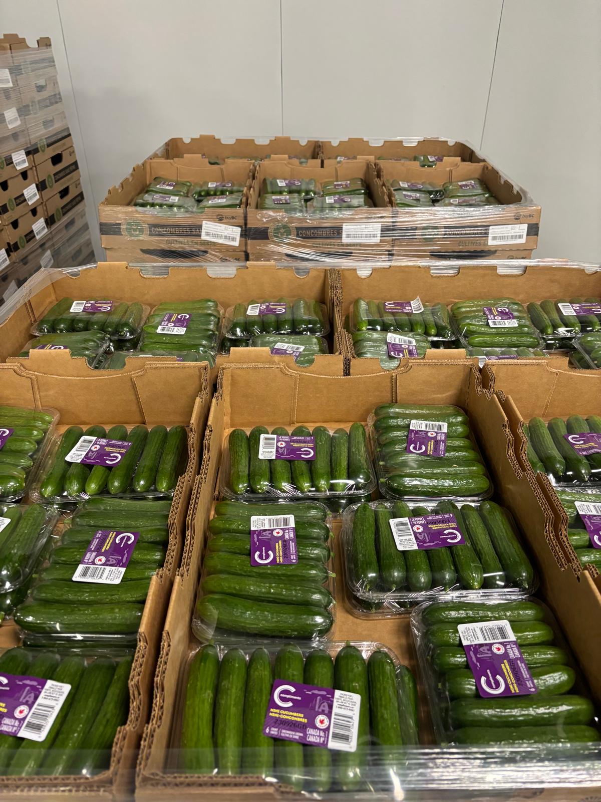 Labelled trays of mini cucumbers arranged in stacked cardboard produce cartons