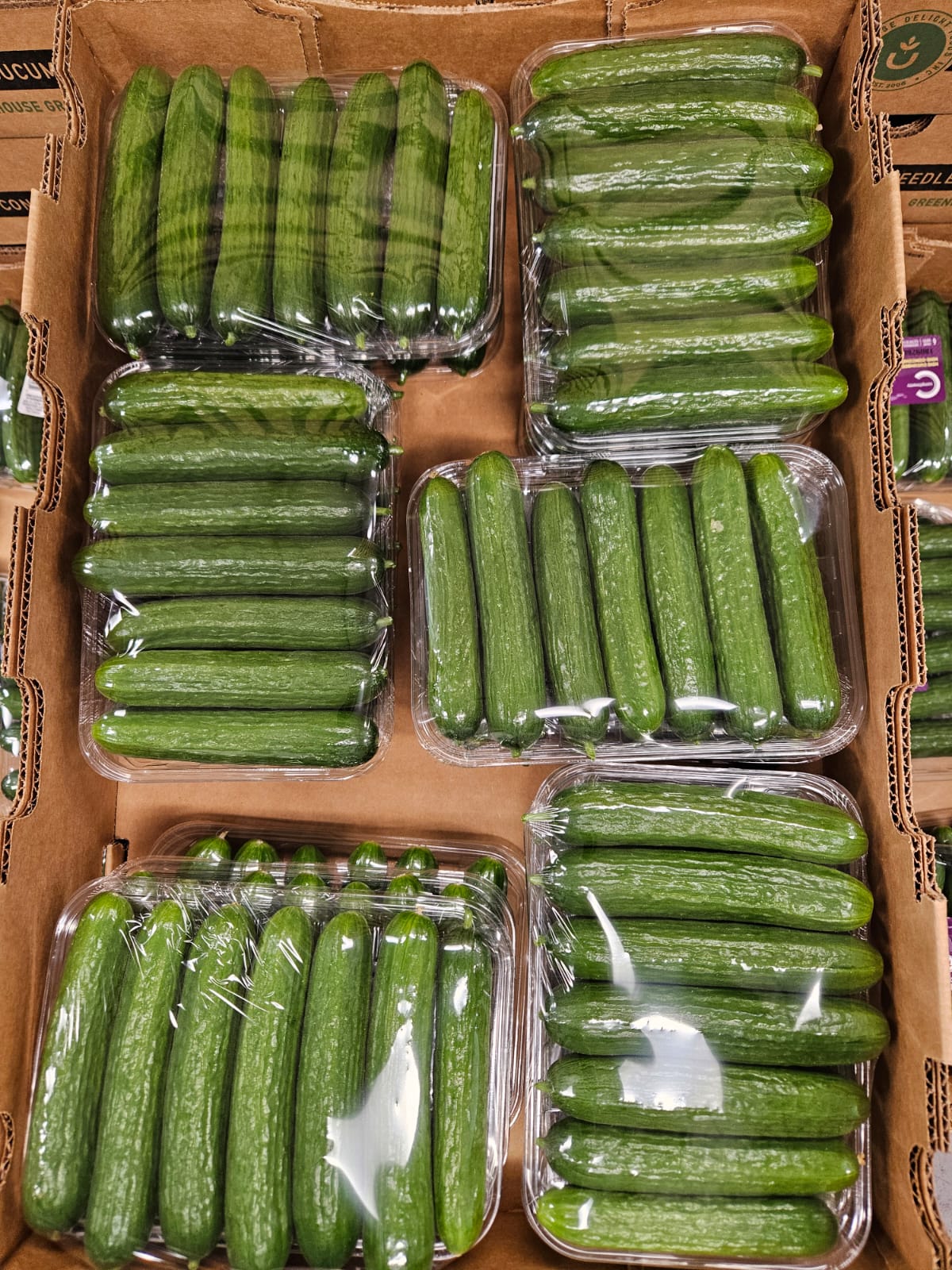Six clear wrapped trays of mini cucumbers arranged inside a cardboard produce carton