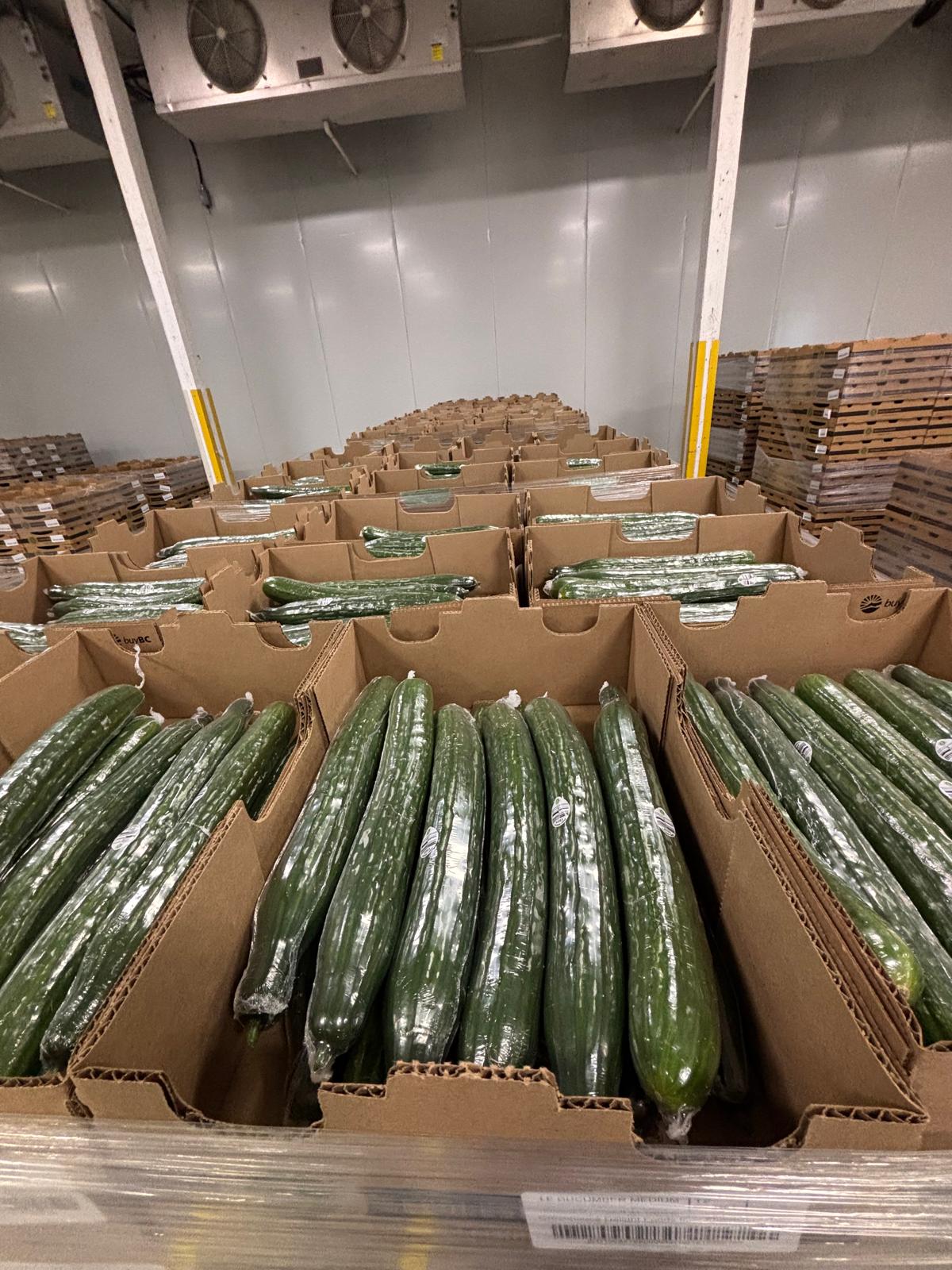Individually wrapped long cucumbers arranged in cardboard produce boxes